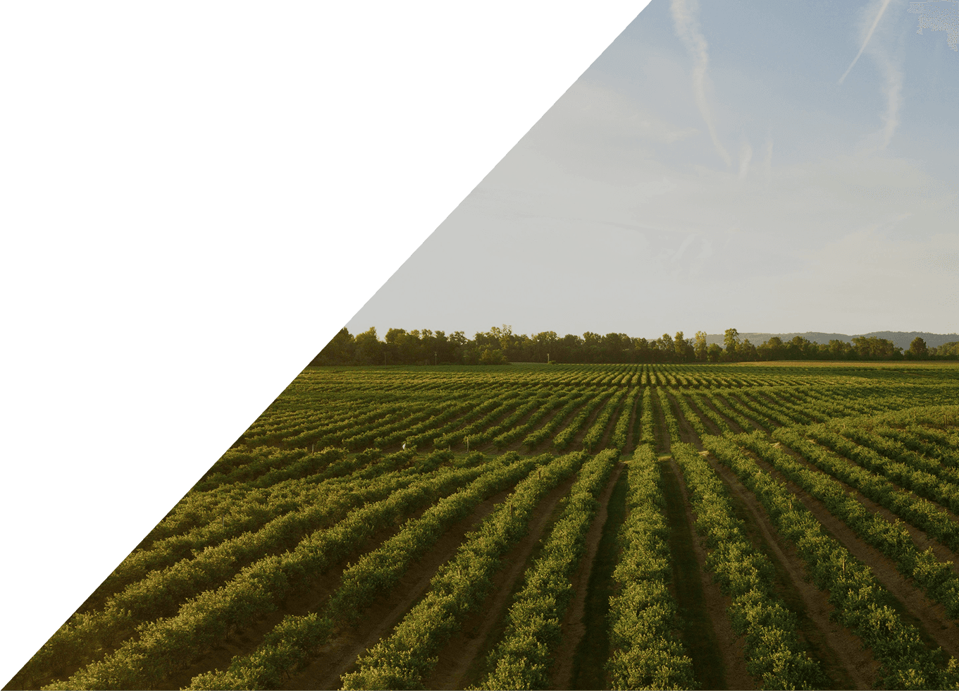 Fencing illustration